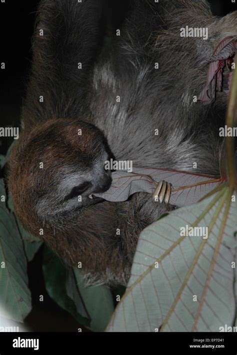 Ilheus Brazil Sloth At Ceplac Plantation Stock Photo Alamy