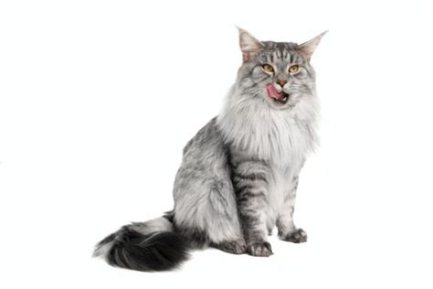 Chat Maine coon caractéristiques photos et vidéos