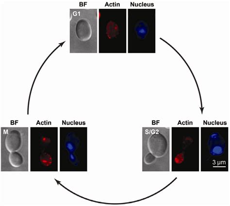 The Size And Shape Of Yeast Cells At Different Phases Of The Cell Download Scientific Diagram