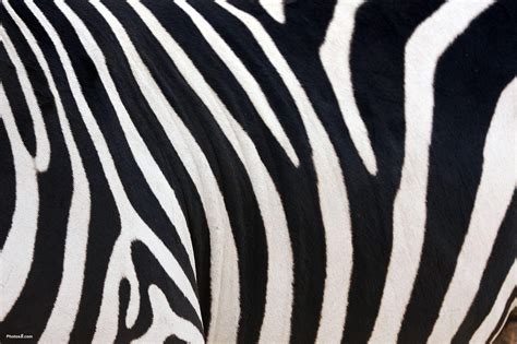 Zebra Wallpapers Wallpaper Cave