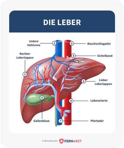 Die Leber Anatomie Funktion Erkrankungen Fernarzt