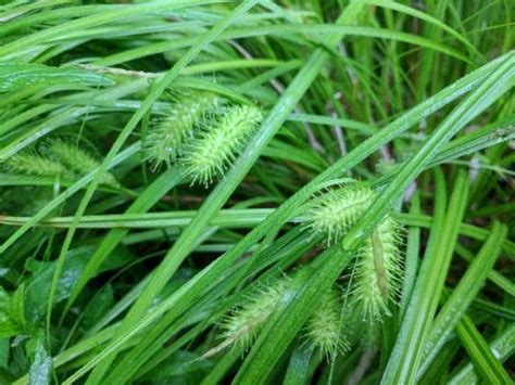 Bottlebrush Sedge Care Growing Guide Earth Jungle Bottle Brush