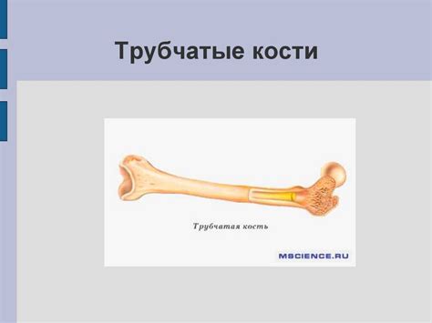 Приспособление птиц к полету - презентация онлайн