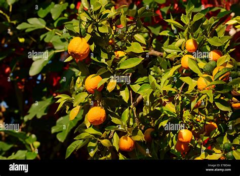 Ornamental Bitter Orange Citrus Aurantium Ssp Aurantium Oranges