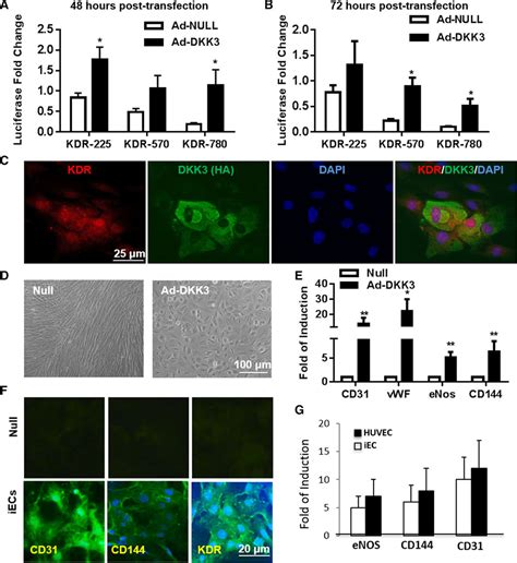 Dkk3 Dikkopf 3 Transdifferentiates Fibroblasts Into Functional Endothelial Cells—brief Report