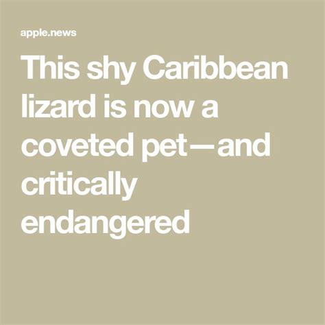 This Shy Caribbean Lizard Is Now A Coveted Petand Critically