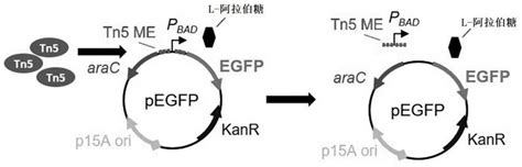 快速鉴定tn5转座酶活性的方法与流程2