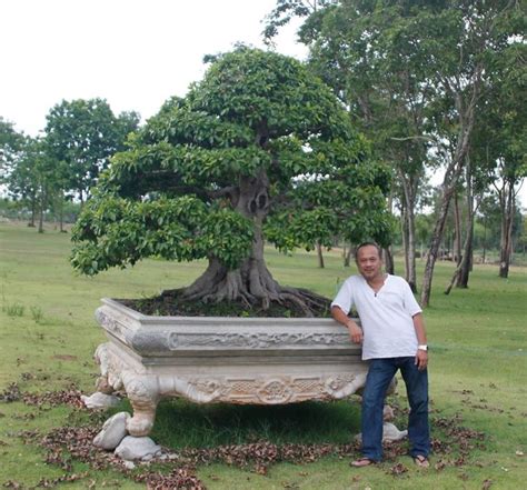 Tiger Ficus From Thailand Montri The Ex President Of Thai Bonsai