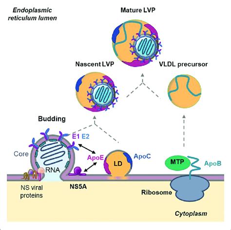 Role Of Apolipoproteins In Hepatitis C Virus Hcv Morphogenesis Hcv Download Scientific