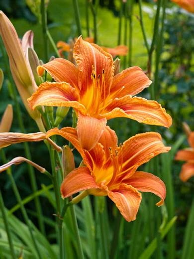 Hemerocallis Orange Top Flora Shop