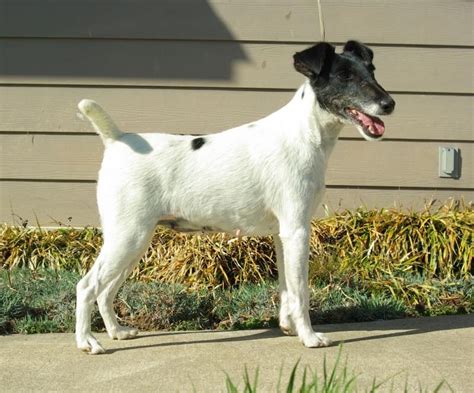 Meet Emma A Petfinder Adoptable Smooth Fox Terrier Dog Dumont Ia