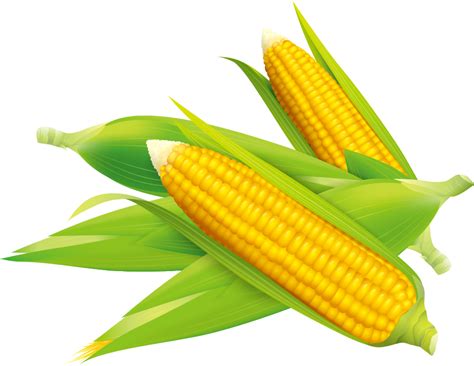 Maize Corn On The Cob Drawing Transparent Image