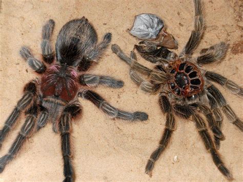 Moulting Tarantula Spider On Left Old Exoskeleton On The Right