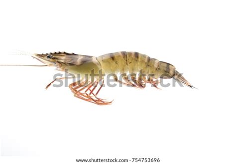 Penaeus Monodon On White Background Isolated Stock Photo (Edit Now) 754753696