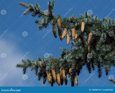 White Spruce or Picea Glauca Tree with Cones Stock Photo - Image of ...