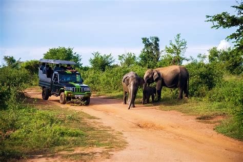 Tripadvisor Dagtocht Naar Het Nationale Park Dambulla Sigiriya En