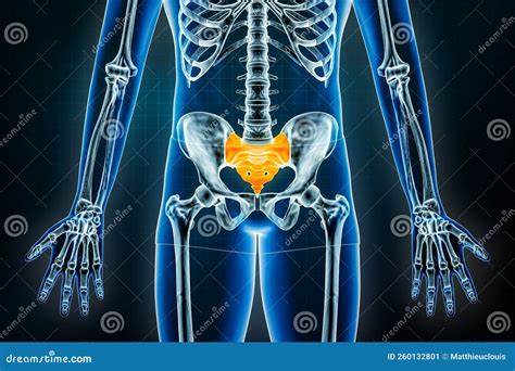 Sacrum and Coccyx X-ray Front or Anterior View. Osteology of the Human ...