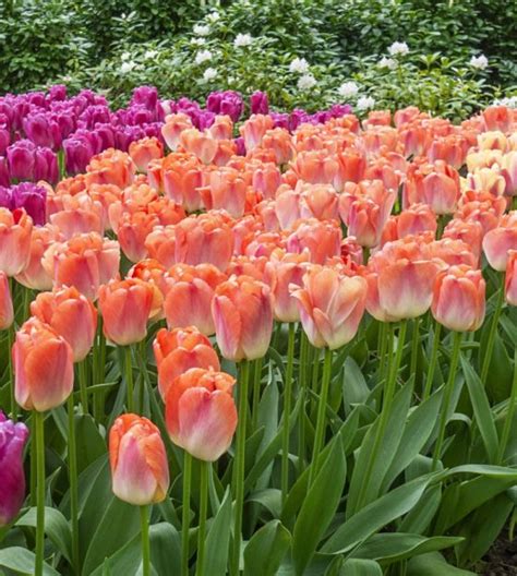 Giant Darwin Hybrid Tulip Coral Pride Van Engelen Wholesale Flower Bulbs