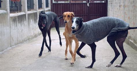 Free stock photo of adopted dogs, galgo, greyhound