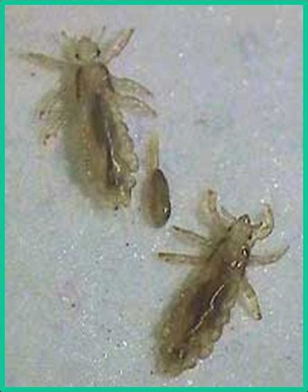 Headlice - Plant & Pest Diagnostics