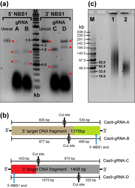 Efficiency Of Nuclease Activity Of Different Cas Grna Complexes A