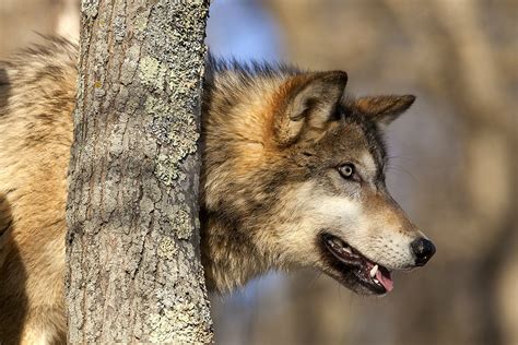 North American Wildlife Jim Zuckerman Photography And Photo Tours