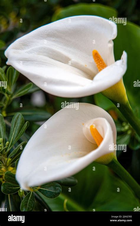 Kelch Blumen Fotos Und Bildmaterial In Hoher Aufl Sung Alamy