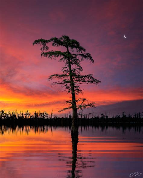 Swamp Cypress Tree Silhouette