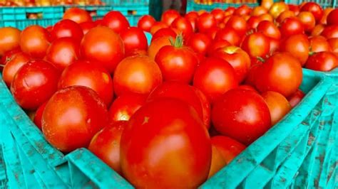 Tomato Price टोमॅटोने घेतली पुन्हा फिरकी या शहरात भावात 7 पट वाढ Marathi News Tomato