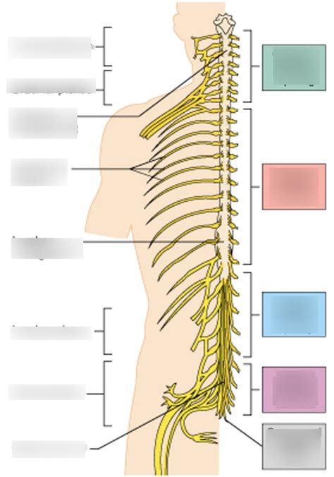 Nerves Diagram Diagram | Quizlet