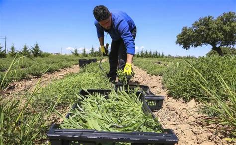 La Explotaci N Agraria Media En Espa A Tiene Hect Reas Hoy