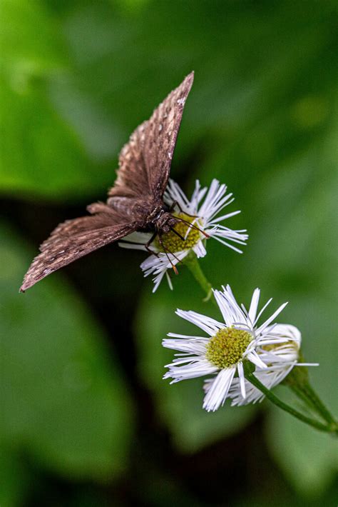 Horace S Duskywing From Alexander County IL USA On May 3 2024 At 03