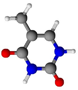 Thymine | Definition, Structure & Function - Video & Lesson Transcript ...