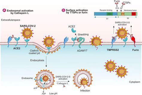 Frontiers Host Serine Proteases A Potential Targeted Therapy For