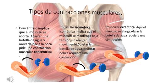 Sistema Muscular Youtube