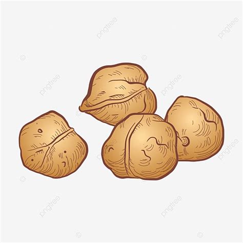 Hand Drawn Element Vector Hd PNG Images Hand Drawn Cartoon Walnut Text