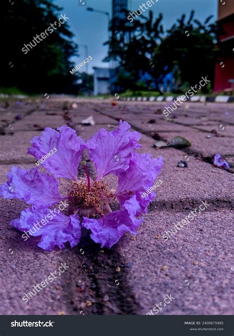 Lagerstroemia Speciosa Known Big Bungur Tree Stock Photo 2400675985 ...