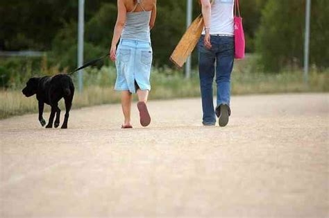 Cómo enseñar a tu perro a andar con correa por la calle