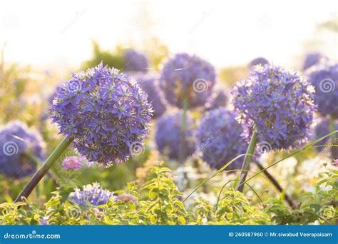 Allium Giganteum Flower Heads Giant Onion Allium The Flowers Bloom In