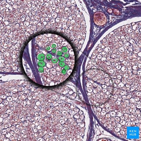 Histology of neurons: Morphology and types of neurons | Kenhub