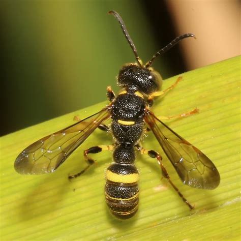 Wasp Cerceris Bugguide Net