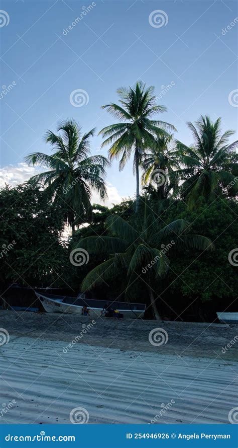 Boat Below Palm Trees On The Beach At Dawn Stock Photo Image Of