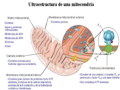 La Mitocondria Y Sus Funciones Ppt