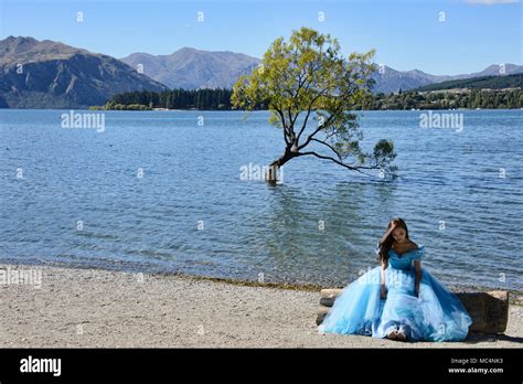 The famed Wanaka Tree, Lake Wanaka, New Zealand Stock Photo - Alamy