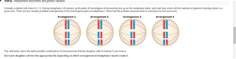 Solved Part B Independent Assortment And Genetic Variation