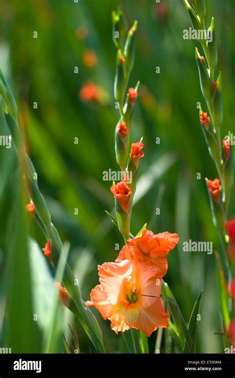 Gladiolus Flower Gladioli Flowers Sword Lily Floriculture