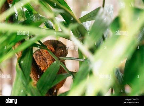 Tarsier Eye Hi Res Stock Photography And Images Alamy
