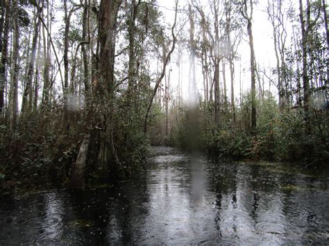 Boat Ride Through The Okefenokee Okefenokee Swamp Park Wa Flickr