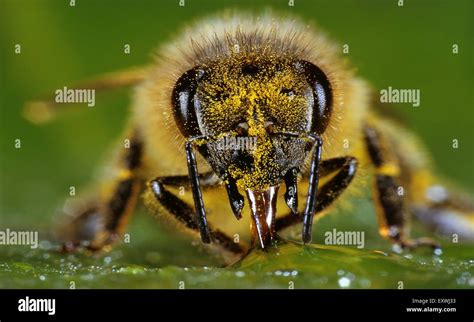 How Do Bees Detect Nectar At Frank Dodge Blog