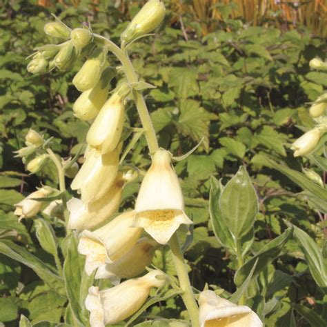 Digitalis grandiflora Carillon